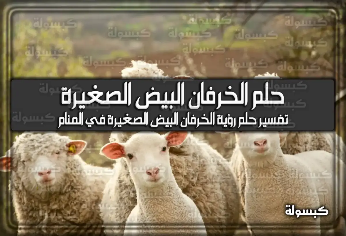 تفسير حلم رؤية الخرفان البيض الصغيرة في المنام